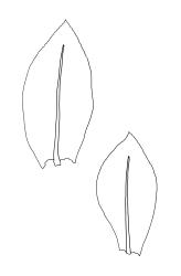 Entosthodon radians, comal leaves. Drawn from A.J. Fife 5882, CHR 104422.
 Image: R.C. Wagstaff © Landcare Research 2019 CC BY 3.0 NZ